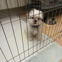 سگ شیتزو سوپر فلت|سگ|یزد, |دیوار