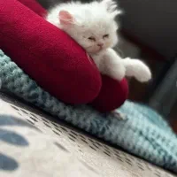 گربه واگذاری سوپر فلت