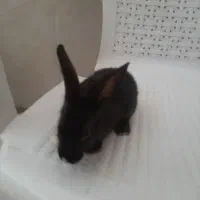 خرگوش