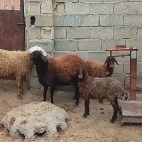 چهارتا بره گله گرد