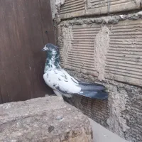 کبوتر پرشی خوش خال بازی کن