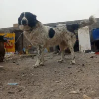 سگ قدرجونی چمبر