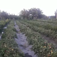 زمین-زراعی-اجاره-یک-ونیم-طناب