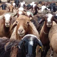 ««دامداری 500راسی ـ فروش گوسفند اَفشار زنده »»|حیوانات مزرعه|مشهد, نوید|دیوار
