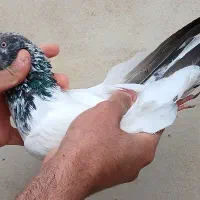 کبوتر شیخ نر