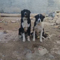 یک جفت سگ قدرجونی