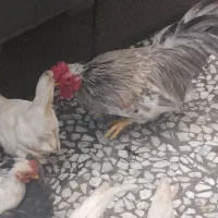 سلام خروس میفروشم‌چون جا ندارم