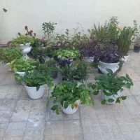 جوراب سبزهای گل ها