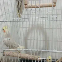 عروس هلندی|پرنده|کبودرآهنگ, |دیوار