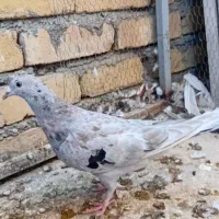 کبوتر هفترنگ مغلف نر