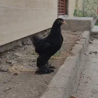 جوجه نیمچه برهما بلک (وارداتی)