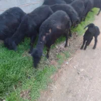 گوسفند قره قزل فر اصل