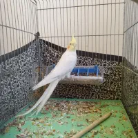 عروس هلندی ماده مست