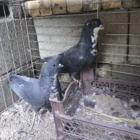 یک جفت کفتر ریشی|پرنده|بافق, |دیوار