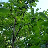 فصل هرس سم زنی درخت بری کندن باغچه شروع شد|خدمات باغبانی و درختکاری|یزد, |دیوار