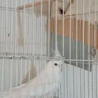 عروس البینیو لوتیتو بشرط قیمت مناسب|پرنده|مشهد, گلبرگ|دیوار