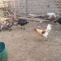 بوقلمون نر وماده