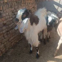 فروش گوسفند