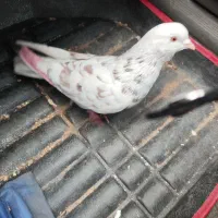 نر سرحال و درجه یک