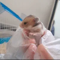 همستر|موش و خرگوش|رفسنجان, |دیوار