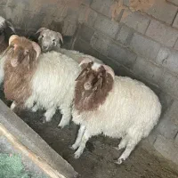 بره