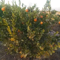 فروش عنوان نهال مرکبات