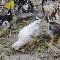 فروش چند عدد جوجه خروس کلین اصیل و خوشرنگ