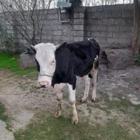 گاو ماده سیمنتال|حیوانات مزرعه|کوچصفهان, |دیوار