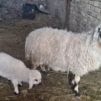 گوسفند|حیوانات مزرعه|خوسف, |دیوار