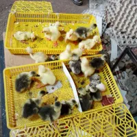 دستگاه جوجه کشی