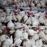 کارگر مرغداری