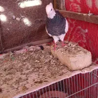 ماده فولادی