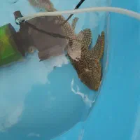 ۱ لجن خوار ۱ ماهی گیاهخوار