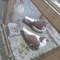 جفت رنگه روی تخم|پرنده|تربت‌حیدریه, سرمحله|دیوار