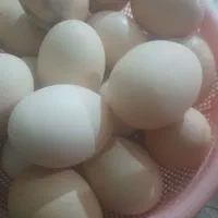 تخم مرغ خانگی