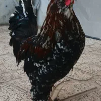 خروس  کاکلی پاپر