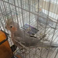 دو عدد عروس هلندی ماده 8ماهه