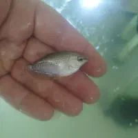 ماهی فایتر|ماهی|نظرآباد, مسکن مهر نظرآباد|دیوار