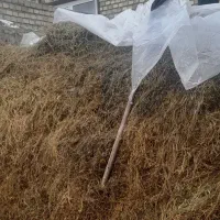 یونجه‌|لوازم جانبی حیوانات|خوی, |دیوار