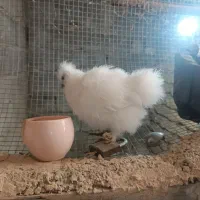 جوجه ابریشمی|حیوانات مزرعه|مینودشت, |دیوار