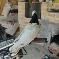 کبوتر|پرنده|دوگنبدان, |دیوار