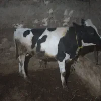 دوتا گوساله نر