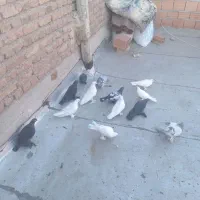 14تا کبوتر|پرنده|تبریز, |دیوار