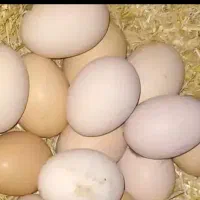 تخم مرغ محلی تازه