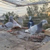 کفتر صید|پرنده|تربت جام, شهید غلام زاده|دیوار