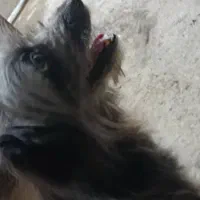 سگ تربیت شده