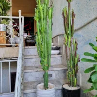 گل و گیاه طبیعی آپارتمانی شاداب سبز و سرحال|گل و گیاه طبیعی|مشهد, امامیه (شهرک غرب)|دیوار