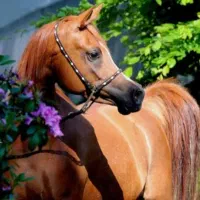 خریدو فروش انواع اسب ایرانی|اسب و تجهیزات اسبسواری|کرمانشاه, |دیوار