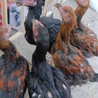 لاری جوجه اصل و مرغ خروس لاری