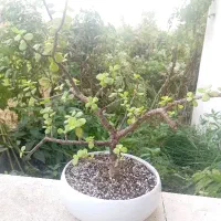 گل آپارتمانی خرفه دراسینا پپرومیا پتوس فیلندرون|گل و گیاه طبیعی|تهران, اکباتان|دیوار